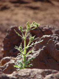 Fotografia da espécie Senecio sylvaticus