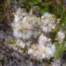 Fotografia 10 da espécie Senecio sylvaticus do Jardim Botânico UTAD