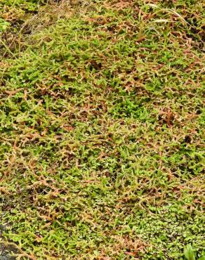 Fotografia 6 da espécie Selaginella denticulata no Jardim Botânico UTAD