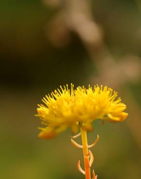 Fotografia 5 da espécie Sedum forsterianum no Jardim Botânico UTAD