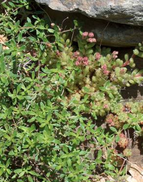 Fotografia 4 da espécie Sedum hirsutum no Jardim Botânico UTAD