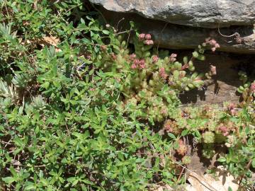 Fotografia da espécie Sedum hirsutum