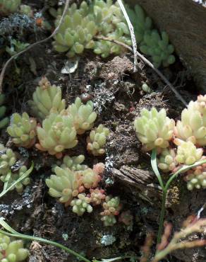 Fotografia 5 da espécie Sedum hirsutum no Jardim Botânico UTAD