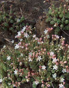 Fotografia 6 da espécie Sedum hirsutum no Jardim Botânico UTAD