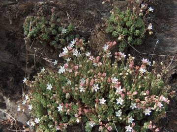 Fotografia da espécie Sedum hirsutum