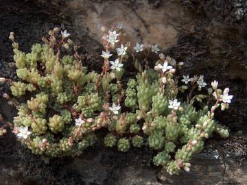 Fotografia da espécie Sedum hirsutum