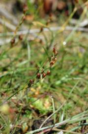 Fotografia da espécie Juncus gerardi