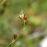 Fotografia 3 da espécie Juncus gerardi do Jardim Botânico UTAD