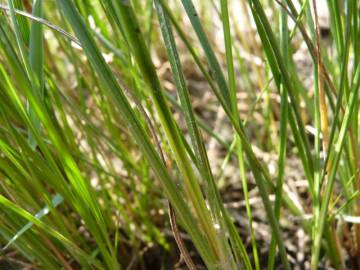 Fotografia da espécie Juncus gerardi