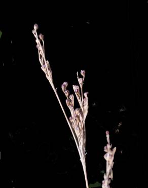 Fotografia 6 da espécie Juncus gerardi no Jardim Botânico UTAD