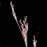 Fotografia 6 da espécie Juncus gerardi do Jardim Botânico UTAD