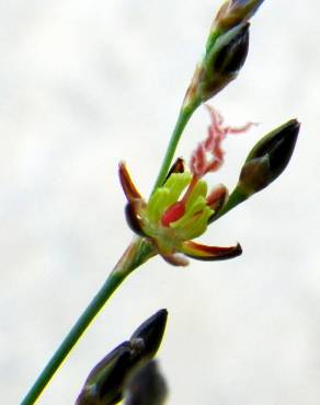 Fotografia 7 da espécie Juncus gerardi no Jardim Botânico UTAD