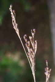 Fotografia da espécie Juncus gerardi