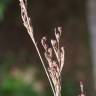 Fotografia 9 da espécie Juncus gerardi do Jardim Botânico UTAD