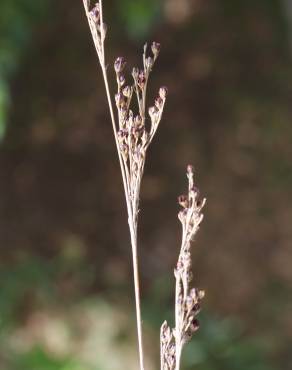 Fotografia 10 da espécie Juncus gerardi no Jardim Botânico UTAD