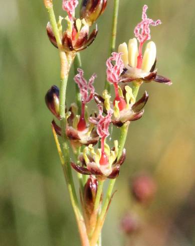 Fotografia de capa Juncus gerardi - do Jardim Botânico