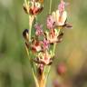 Fotografia 1 da espécie Juncus gerardi do Jardim Botânico UTAD