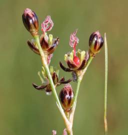 Fotografia da espécie Juncus gerardi