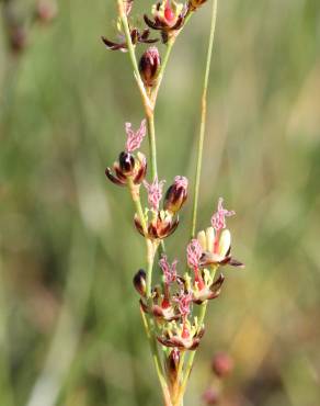 Fotografia 12 da espécie Juncus gerardi no Jardim Botânico UTAD