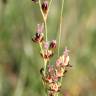 Fotografia 12 da espécie Juncus gerardi do Jardim Botânico UTAD