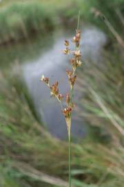 Fotografia da espécie Juncus gerardi