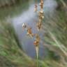 Fotografia 13 da espécie Juncus gerardi do Jardim Botânico UTAD