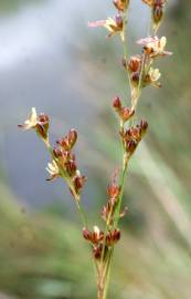 Fotografia da espécie Juncus gerardi