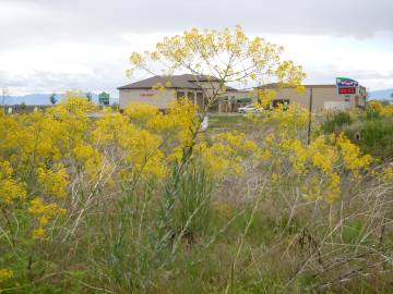 Fotografia da espécie Isatis tinctoria