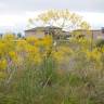 Fotografia 3 da espécie Isatis tinctoria do Jardim Botânico UTAD