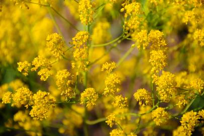 Fotografia da espécie Isatis tinctoria