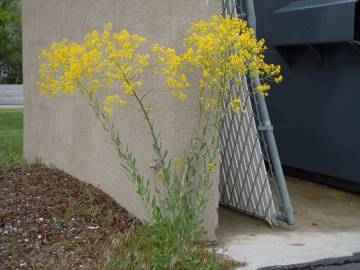 Fotografia da espécie Isatis tinctoria