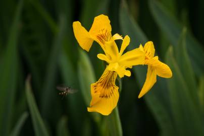 Fotografia da espécie Iris pseudacorus