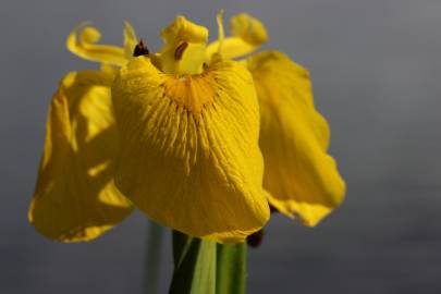 Fotografia da espécie Iris pseudacorus