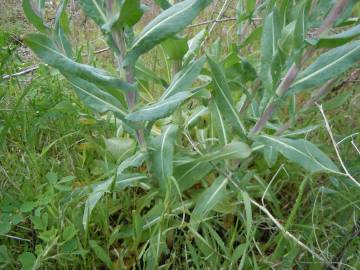 Fotografia da espécie Isatis tinctoria