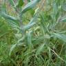 Fotografia 6 da espécie Isatis tinctoria do Jardim Botânico UTAD