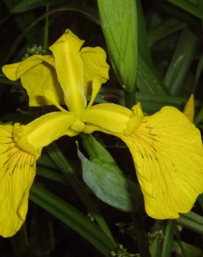 Fotografia 11 da espécie Iris pseudacorus no Jardim Botânico UTAD