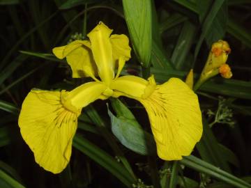 Fotografia da espécie Iris pseudacorus