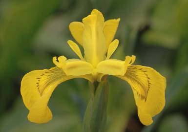 Fotografia da espécie Iris pseudacorus