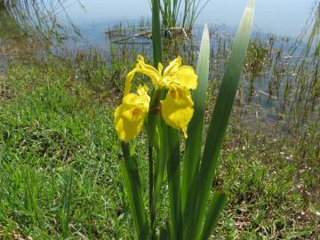 Fotografia da espécie Iris pseudacorus