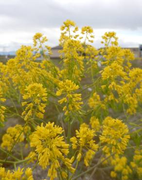 Fotografia 8 da espécie Isatis tinctoria no Jardim Botânico UTAD