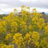 Fotografia 8 da espécie Isatis tinctoria do Jardim Botânico UTAD