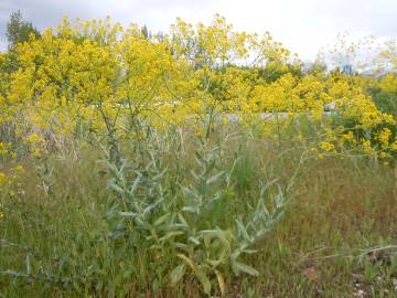 Fotografia da espécie Isatis tinctoria