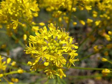 Fotografia da espécie Isatis tinctoria