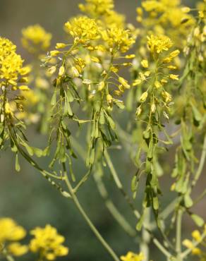 Fotografia 11 da espécie Isatis tinctoria no Jardim Botânico UTAD