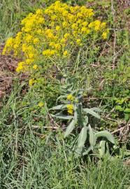 Fotografia da espécie Isatis tinctoria