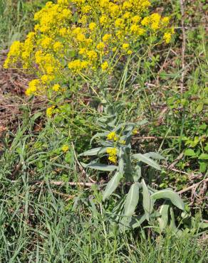 Fotografia 12 da espécie Isatis tinctoria no Jardim Botânico UTAD