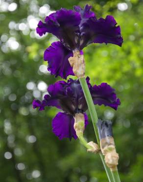 Fotografia 9 da espécie Iris germanica no Jardim Botânico UTAD