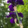 Fotografia 9 da espécie Iris germanica do Jardim Botânico UTAD