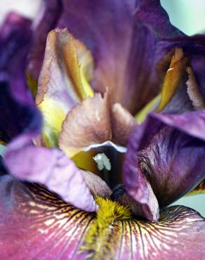 Fotografia 10 da espécie Iris germanica no Jardim Botânico UTAD