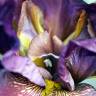 Fotografia 10 da espécie Iris germanica do Jardim Botânico UTAD